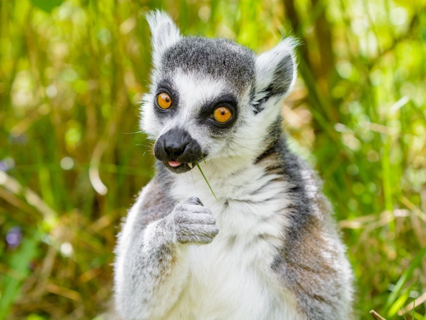 lemur funny cool grass eat animal PNG images with alpha transparency bulk 4k wallpaper