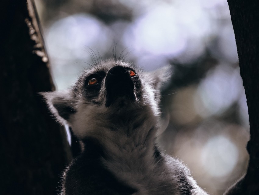 lemur glance animal beast wildlife Transparent Background PNG Isolated Pattern 4k wallpaper