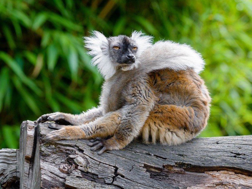 lemur glance funny animal wildlife PNG transparent photos extensive collection