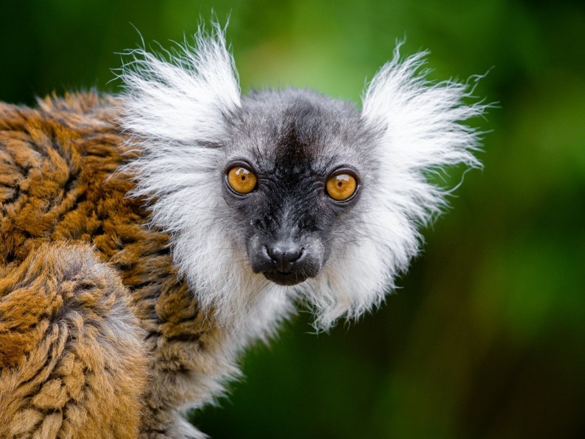 lemur glance funny animal wildlife High-resolution transparent PNG files 4k wallpaper