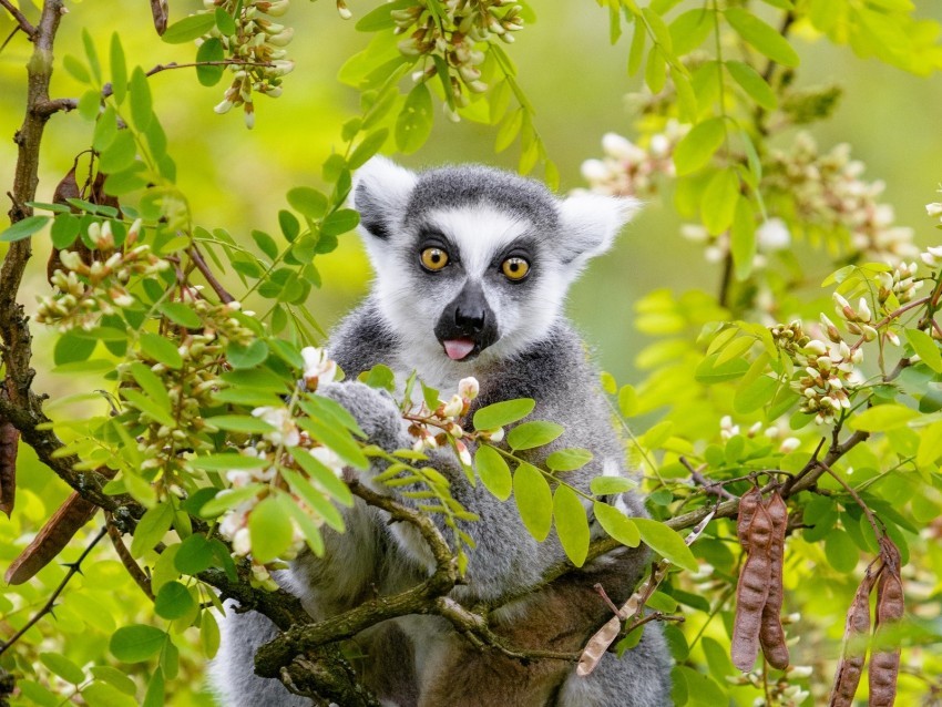 lemur tree branches animal funny protruding tongue PNG transparent graphics bundle 4k wallpaper