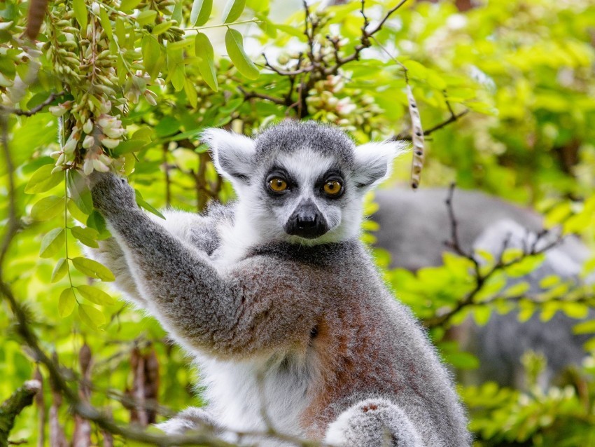 lemur tree branches animal wildlife Free PNG download no background 4k wallpaper