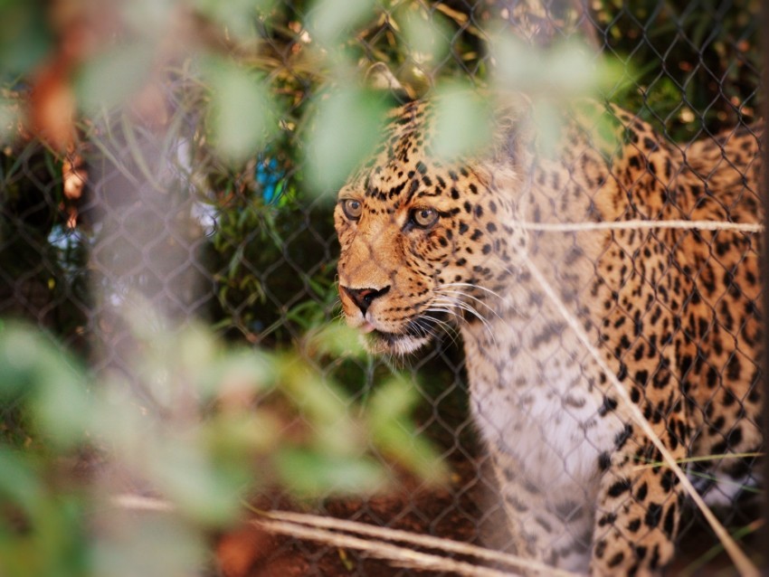 leopard big cat glance predator spotted PNG Image with Transparent Isolated Graphic