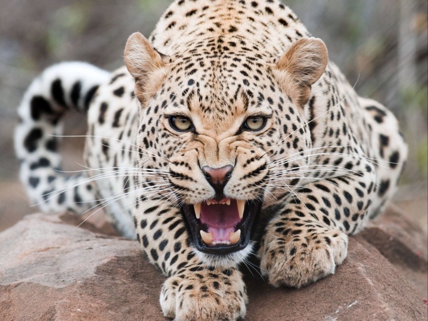 leopard grin predator beast wildlife Isolated Character on Transparent PNG 4k wallpaper