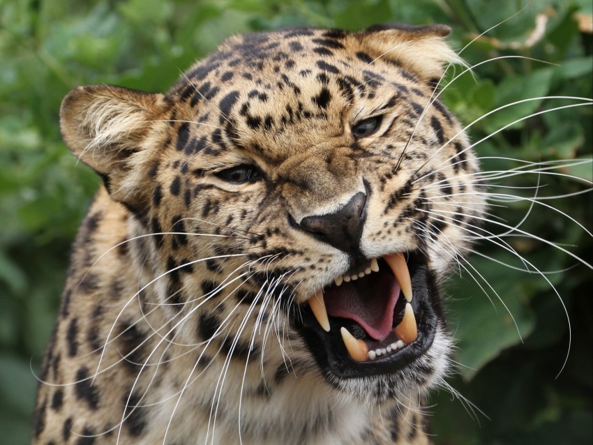 leopard grin predator big cat wildlife Transparent PNG images for design