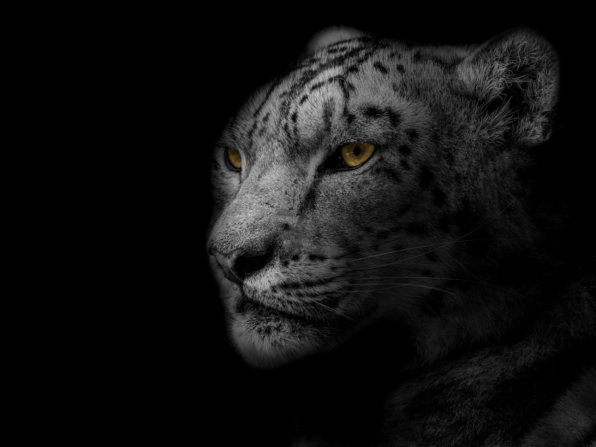leopard muzzle predator big cat spotted bw Isolated Item on Transparent PNG
