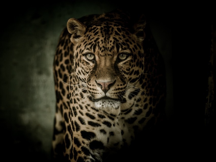 leopard predator glance big cat dark Transparent PNG graphics assortment 4k wallpaper