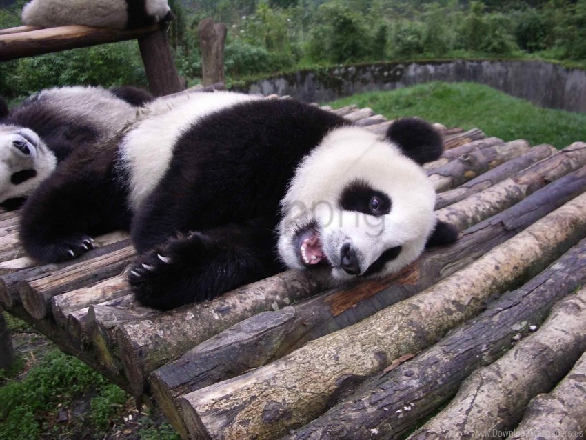 lie panda wooden wallpaper High-resolution PNG