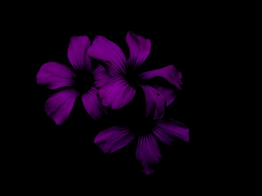 lilac flower dark purple night PNG Graphic Isolated with Clarity