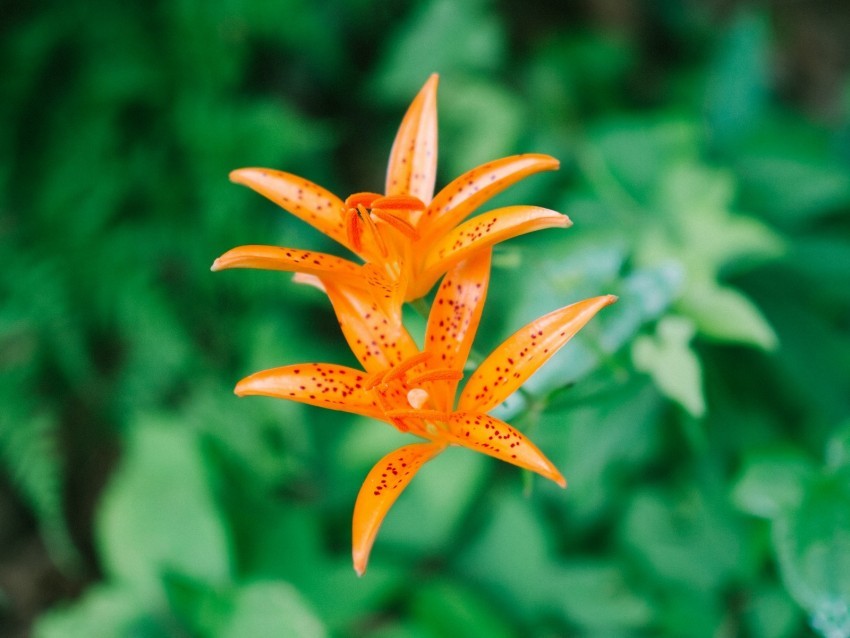 lily flower orange bloom plant PNG transparency images