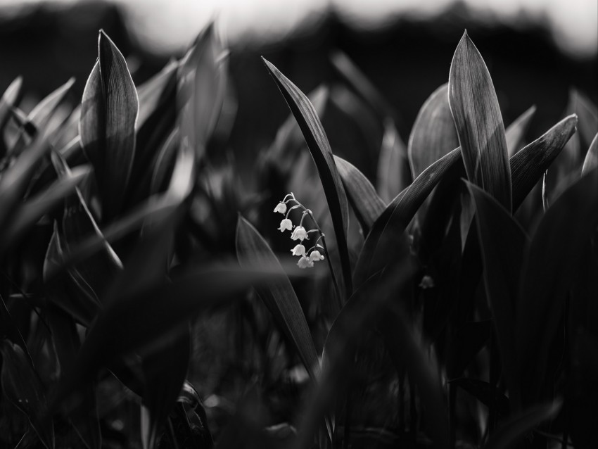 lily of the valley flowers bw plant bloom PNG graphics with alpha transparency broad collection 4k wallpaper