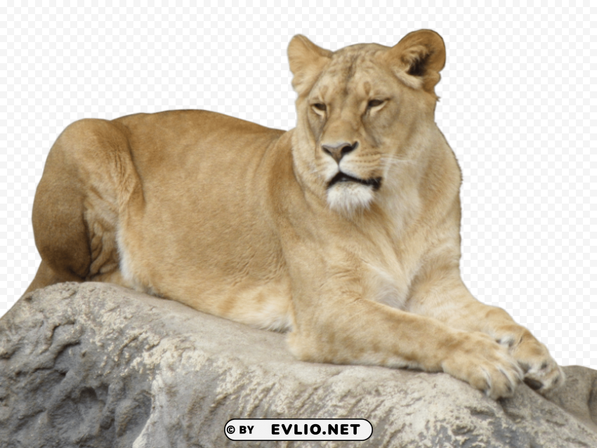 lion animal PNG files with no backdrop wide compilation