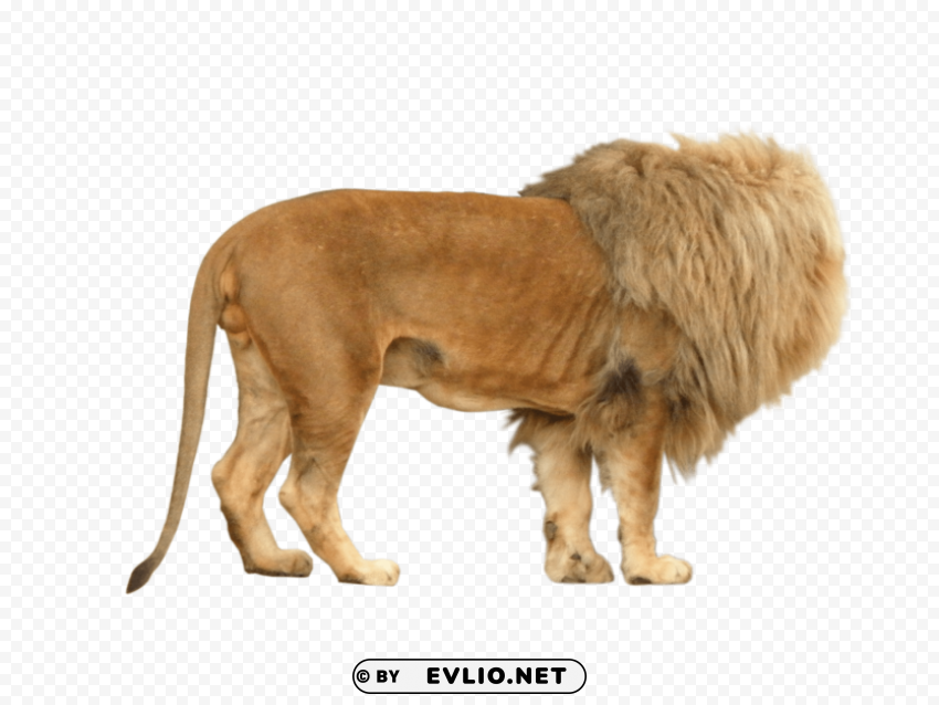 lion animal PNG Image Isolated with Transparent Clarity