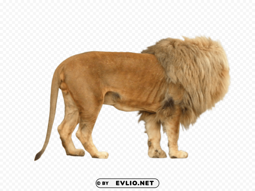 Lion Animal PNG Image Isolated With Transparent Clarity