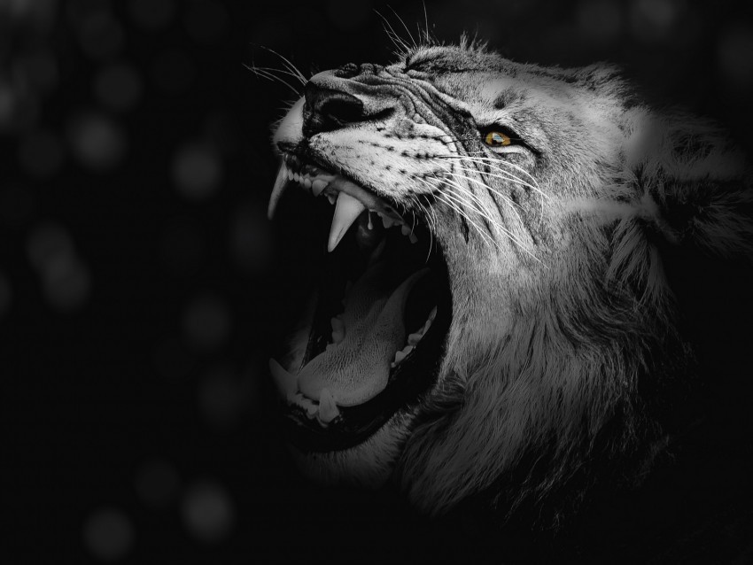 lion grin bw canines predator king of beasts Transparent Background PNG Object Isolation