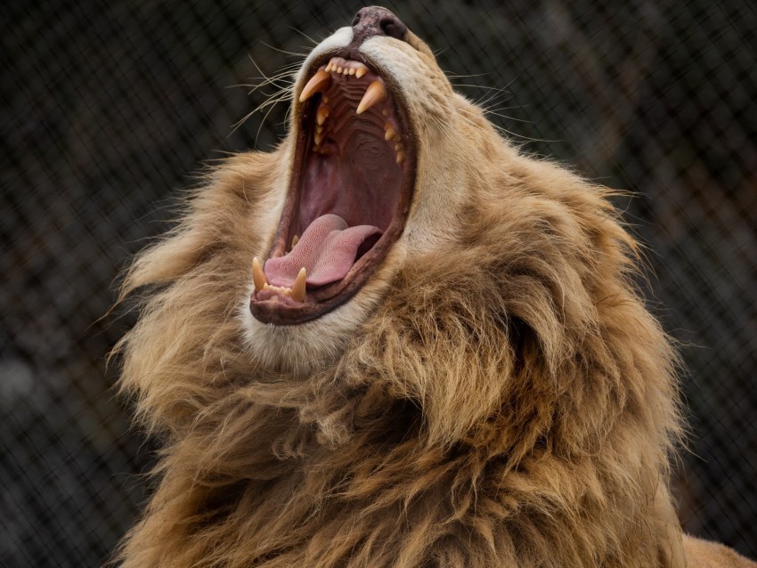 lion grin fangs predator mane Isolated Element in HighResolution Transparent PNG