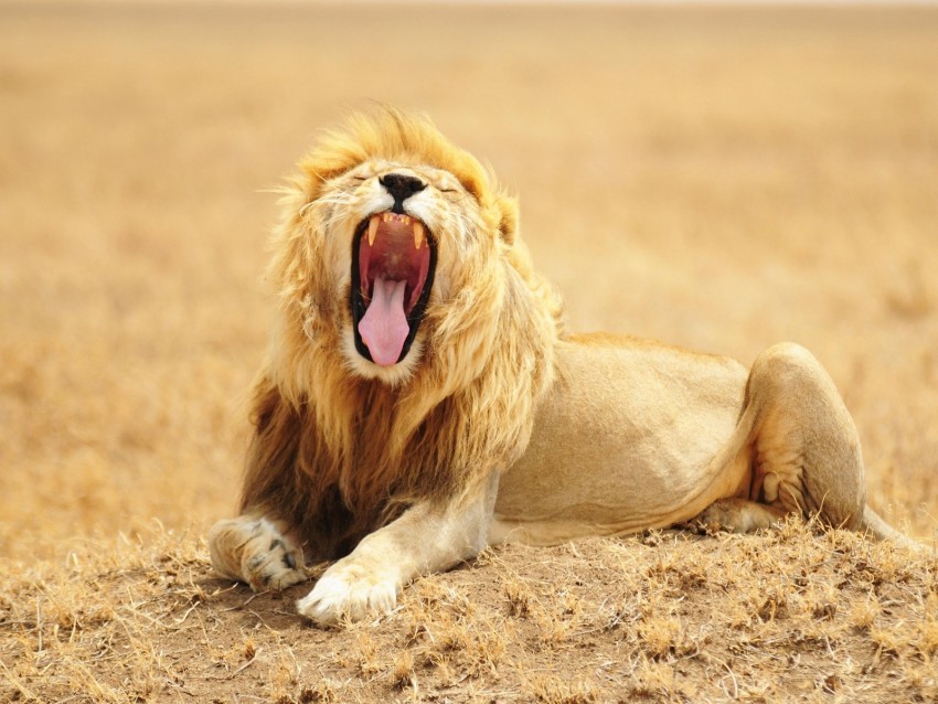 lion grin predator king of beasts big cat wildlife Isolated Object on Transparent PNG