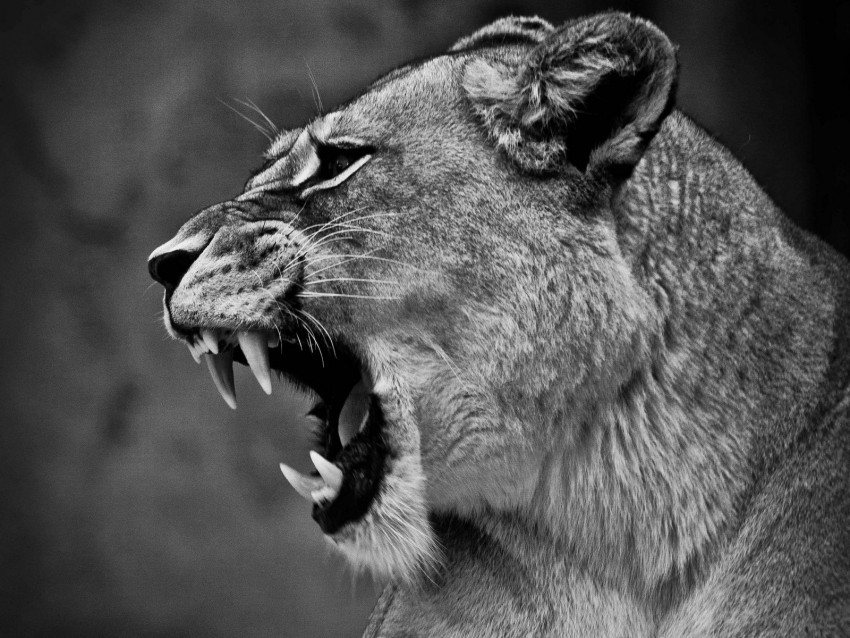 lion lioness grin bw predator big cat PNG Image Isolated with HighQuality Clarity