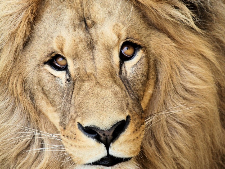 lion muzzle mane predator king of beasts king HD transparent PNG
