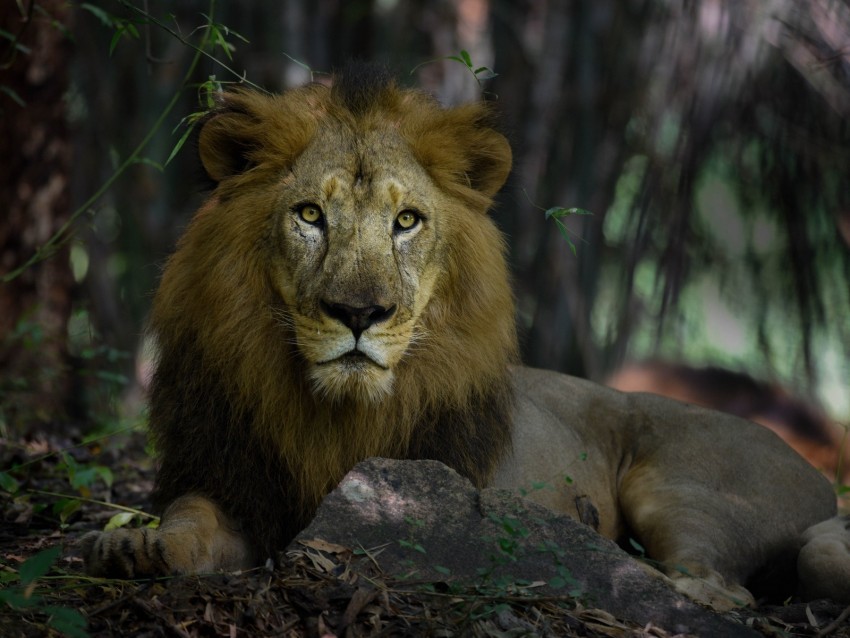 lion predator mane king of beasts big cat PNG transparent design diverse assortment