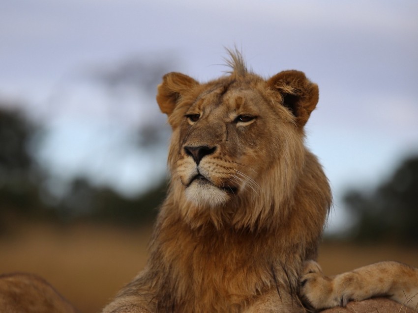 lion savannah wildlife glance proud predator PNG with no background for free 4k wallpaper