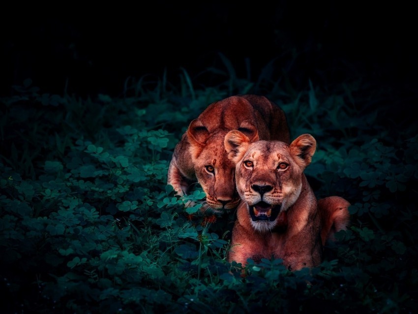 lions cubs wildlife glance Isolated Character in Clear Transparent PNG