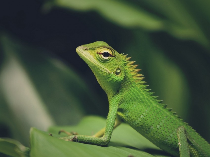 lizard green lizard reptile macro green Isolated PNG on Transparent Background