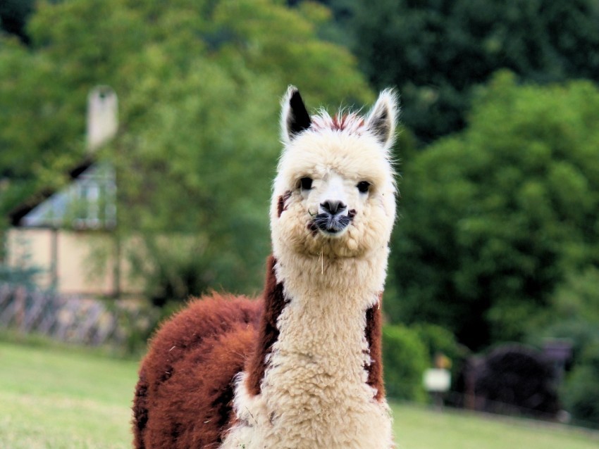 llama cute funny animal wildlife PNG transparent pictures for projects