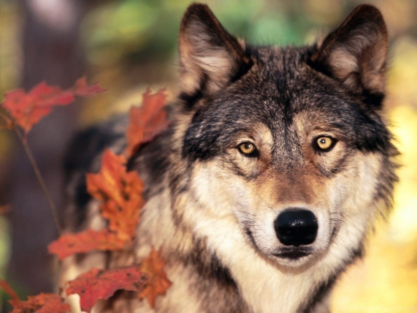 look muzzle nose wolf wallpaper Transparent Background PNG Isolated Item