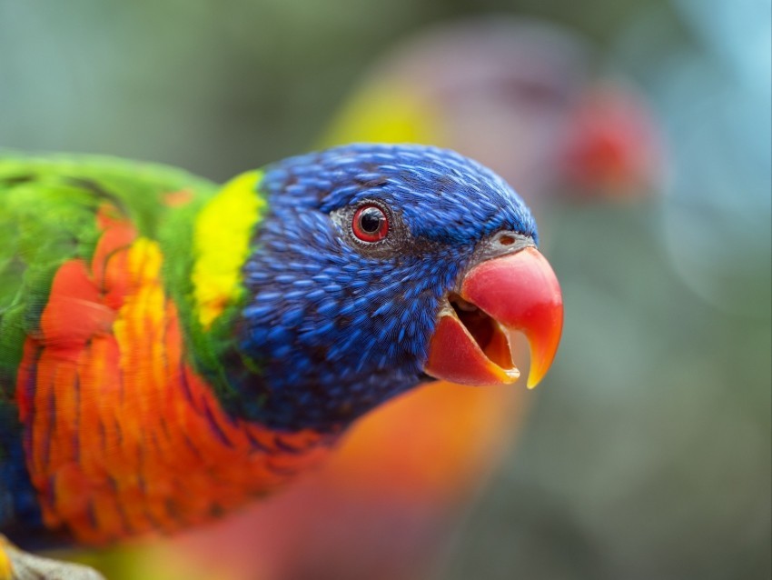 loriini parrot bird rainbow beak Transparent PNG artworks for creativity