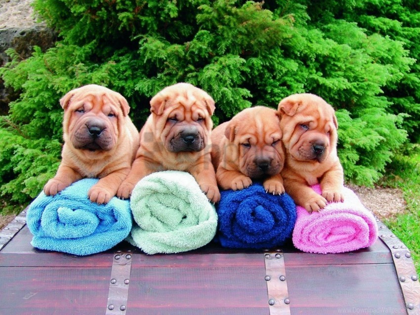 lots of puppies shar pei sit towels wallpaper PNG for Photoshop