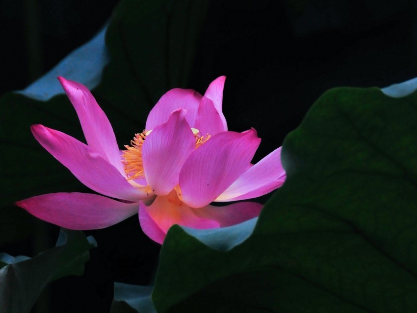 lotus flower leaves petals Clear PNG pictures comprehensive bundle