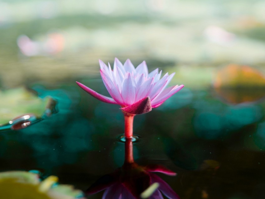 lotus flower water pink blur PNG no watermark