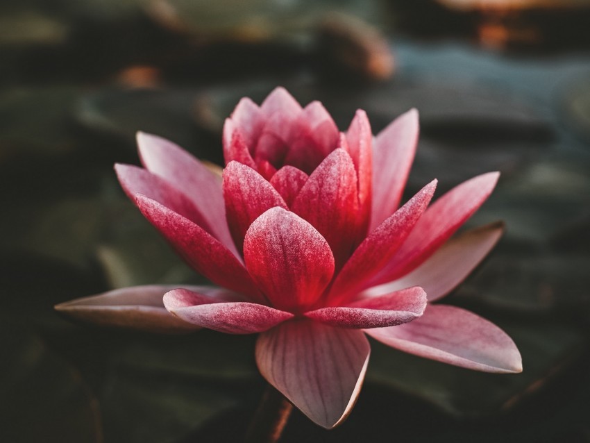 lotus flowering petals indian lotus sacred lotus pink blur PNG graphics with alpha transparency broad collection
