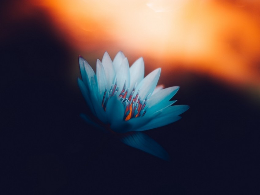 lotus petals bloom light PNG download free