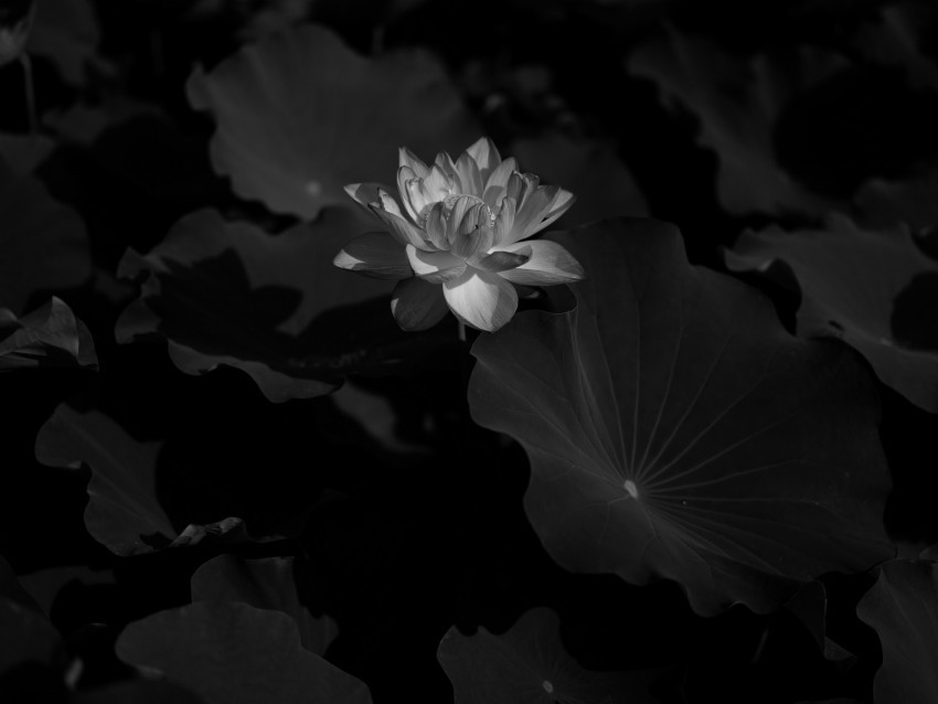 lotus water lily bw flower dark Transparent Background PNG Isolated Item