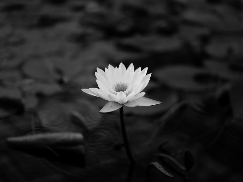 lotus water lily bw leaves Transparent PNG images pack