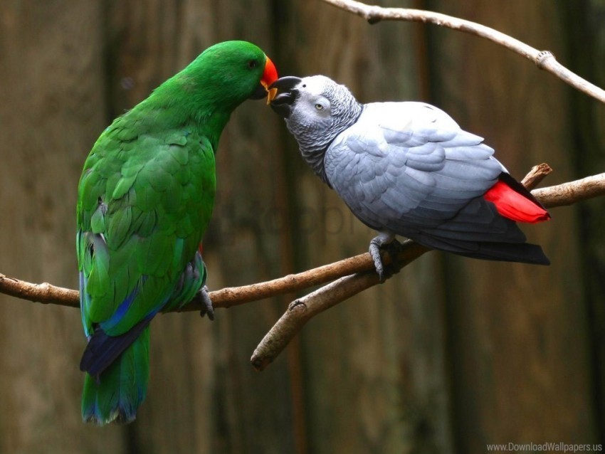 love parrots wallpaper Isolated Element with Transparent PNG Background
