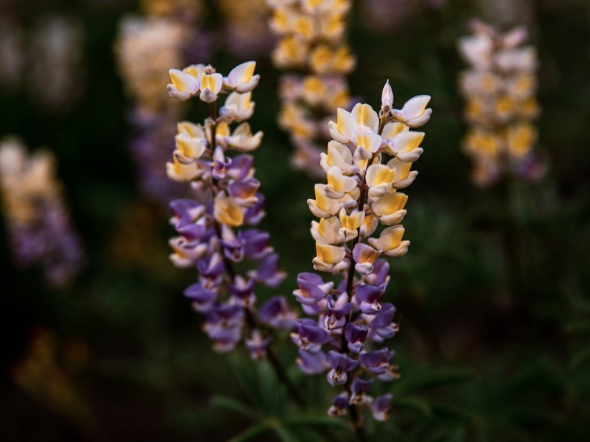 lupine flowers inflorescences bloom plant Isolated Object with Transparent Background in PNG