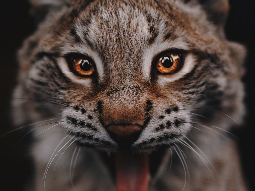 lynx predator big cat glance eyes Clean Background Isolated PNG Design 4k wallpaper
