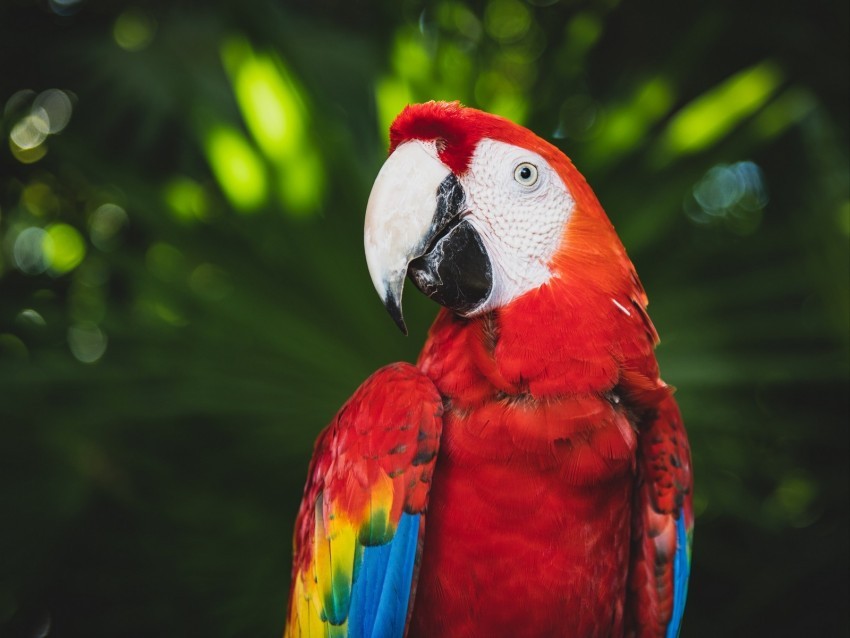macaw parrot bird color bright beak PNG images with alpha mask 4k wallpaper