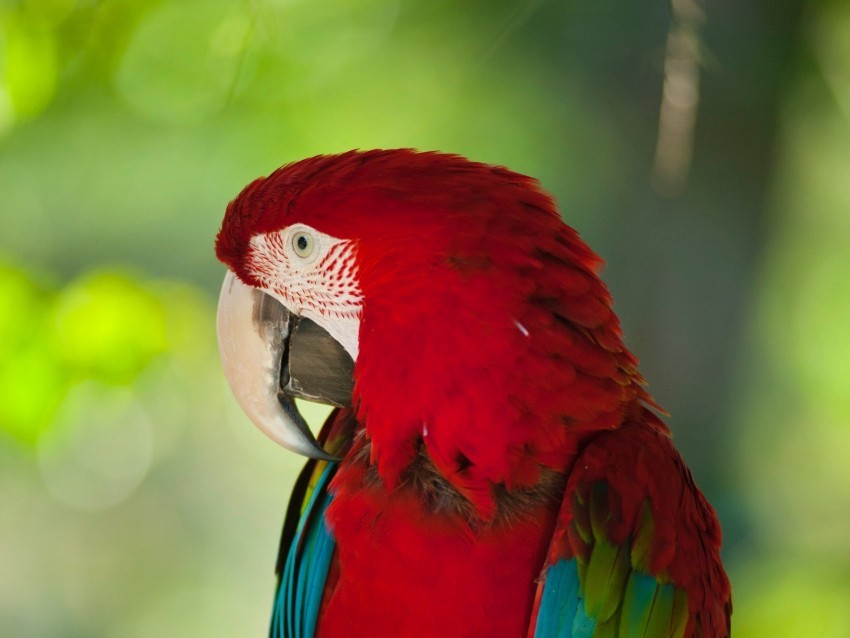 macaw parrot bird color red wildlife PNG transparent pictures for editing