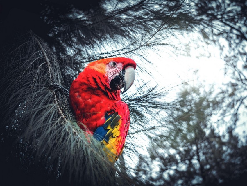 macaw parrot bird red branches exotic Transparent graphics PNG