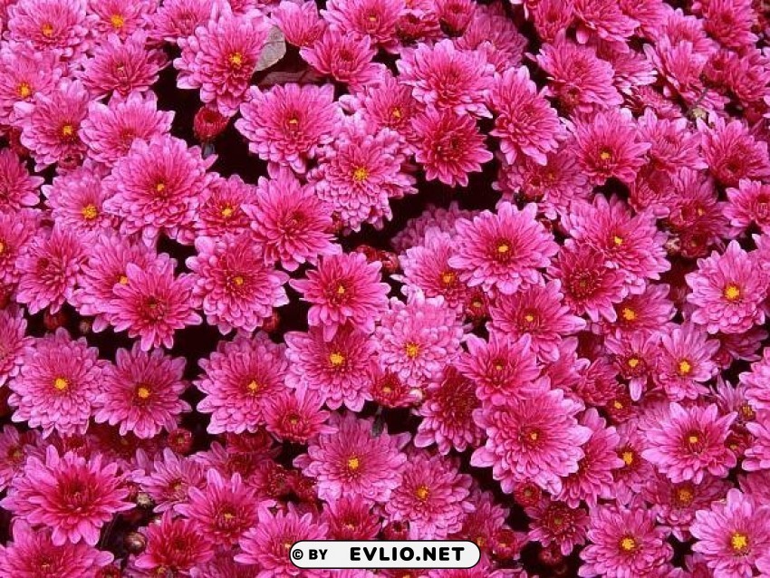 magenta-mums-flowers PNG graphics for free