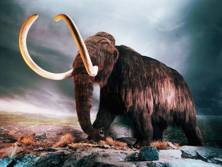 mammoth woolly wallpaper Transparent PNG Isolated Element with Clarity