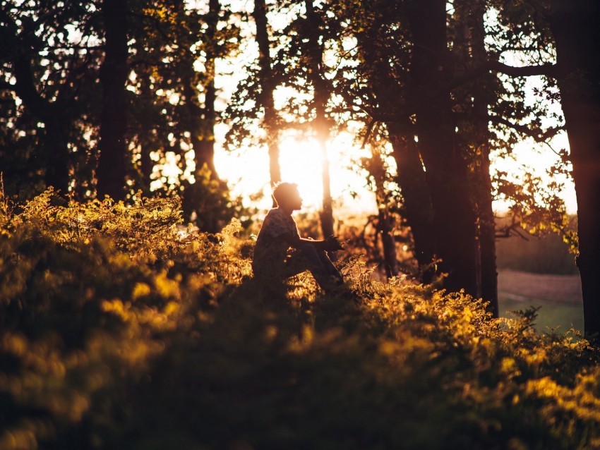 man forest sun light loneliness Transparent PNG images wide assortment 4k wallpaper