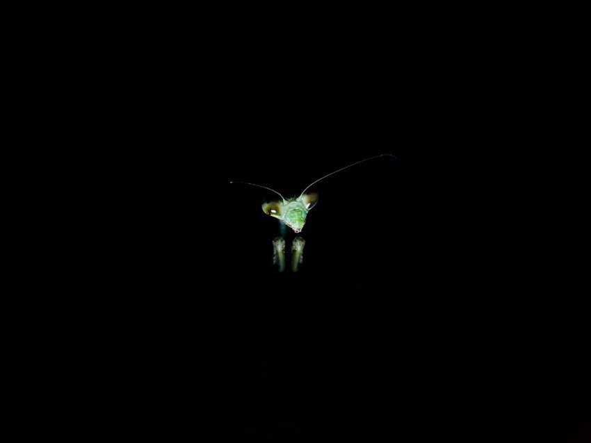 mantis insect dark background eyes PNG objects