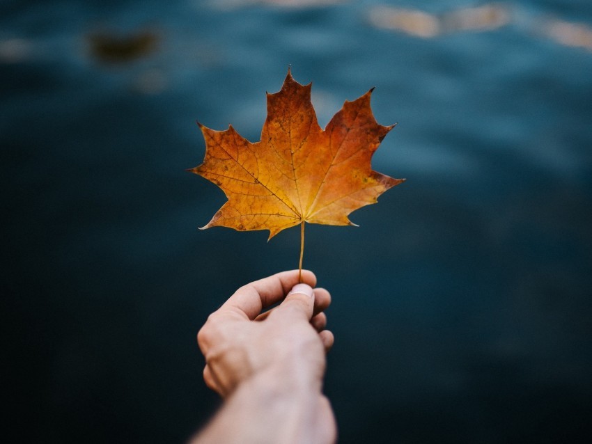 maple leaf hand autumn blur Isolated Item with Clear Background PNG