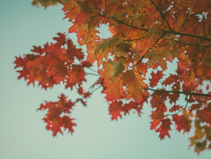 maple leaves autumn red branches PNG with no bg 4k wallpaper