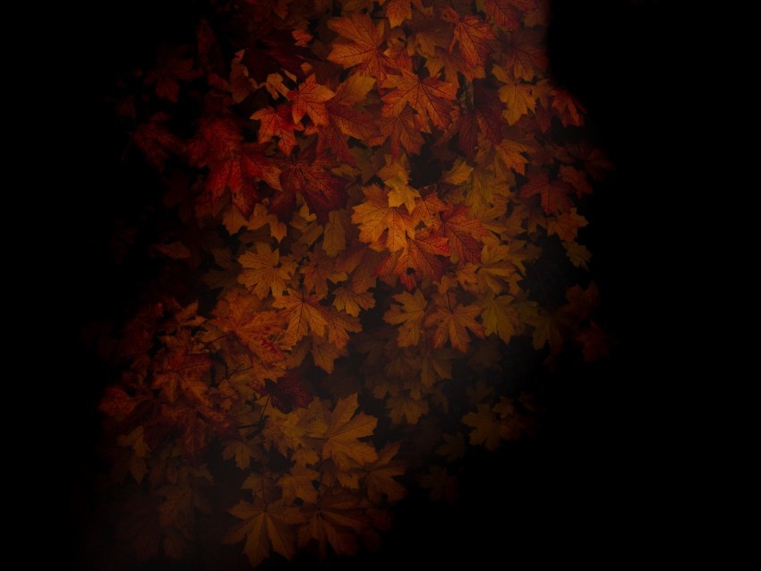 maple leaves dark tree autumn shadow PNG no background free
